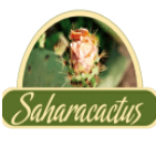 cactus-2.png